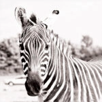 Πίνακας ZEBRA