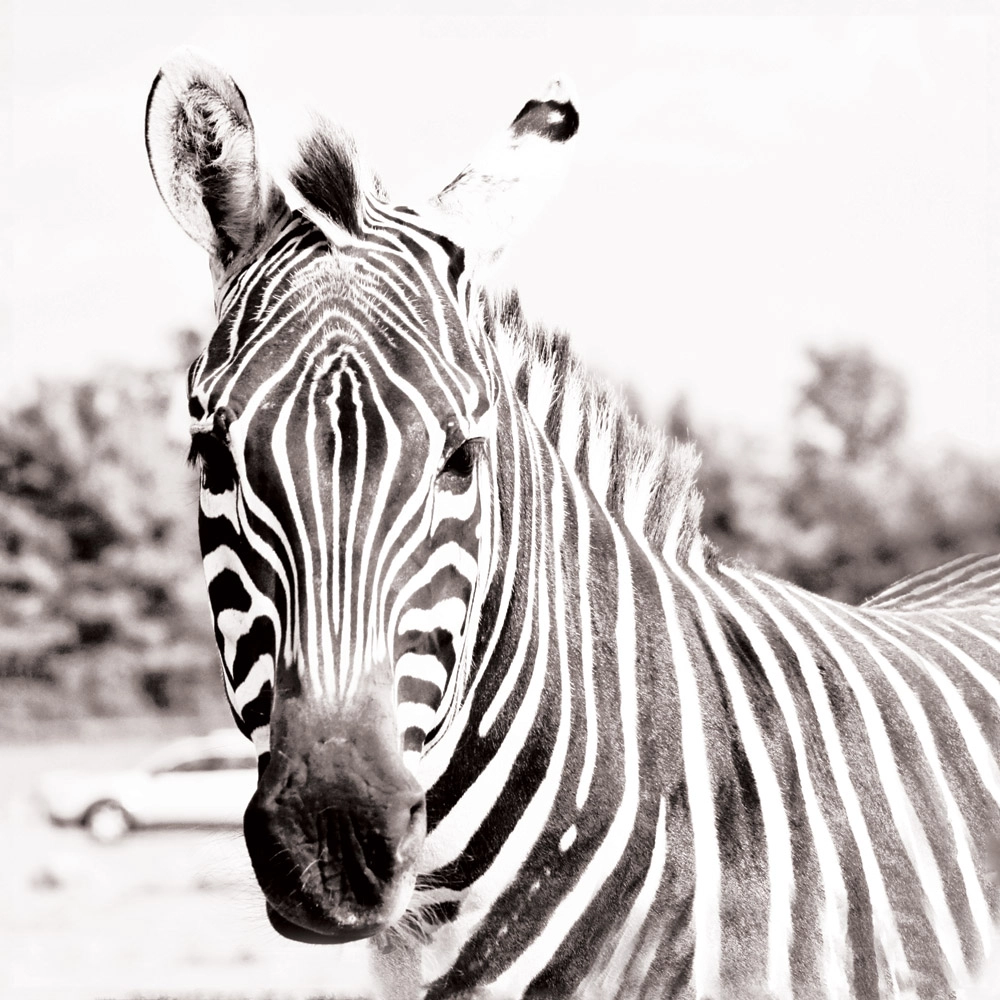 Πίνακας ZEBRA