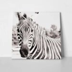 Πίνακας ZEBRA