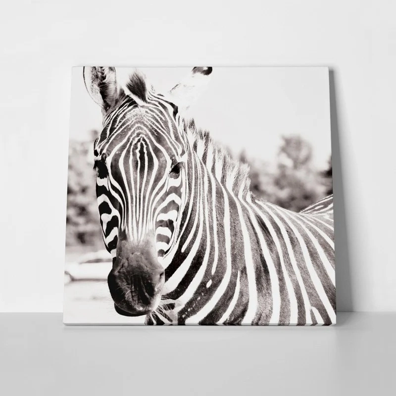 Πίνακας ZEBRA