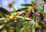 Πινακας σε καμβά OLIVES