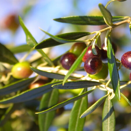 Πινακας σε καμβά OLIVES - Botanical - Φυτα Sticky 4