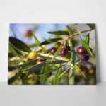 Πινακας σε καμβά OLIVES