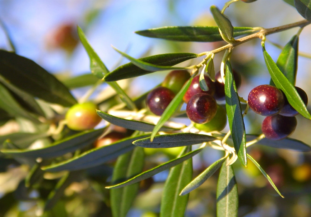 Πινακας σε καμβά OLIVES