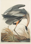 Πινακας σε καμβά AUDUBON GREAT BLUE HERON