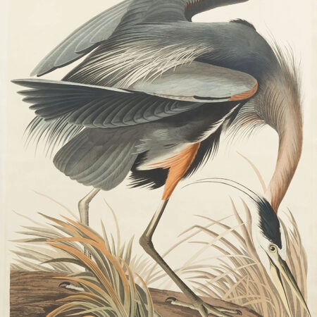 Πινακας σε καμβά AUDUBON GREAT BLUE HERON - Πουλια Sticky 5