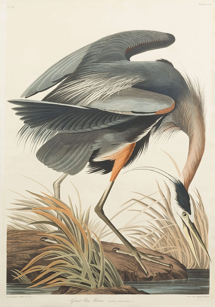 Πινακας σε καμβά AUDUBON GREAT BLUE HERON