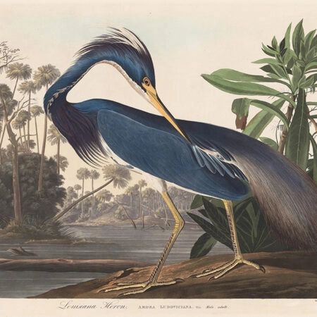Πινακας σε καμβά AUDUBON - LOUISIANA HERON - Αλλοι ζωγραφοι Sticky 5