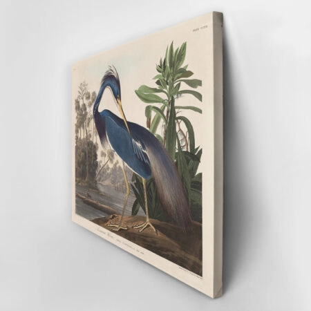 Πινακας σε καμβά AUDUBON - LOUISIANA HERON - Αλλοι ζωγραφοι Sticky 3