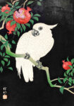 Πινακας σε καμβά COCKATOO AND POMEGRANATE
