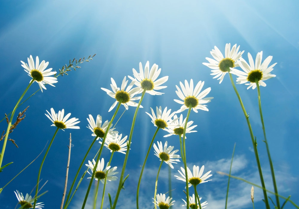 Πινακας σε καμβά DAISIES