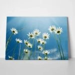 Πινακας σε καμβά DAISIES