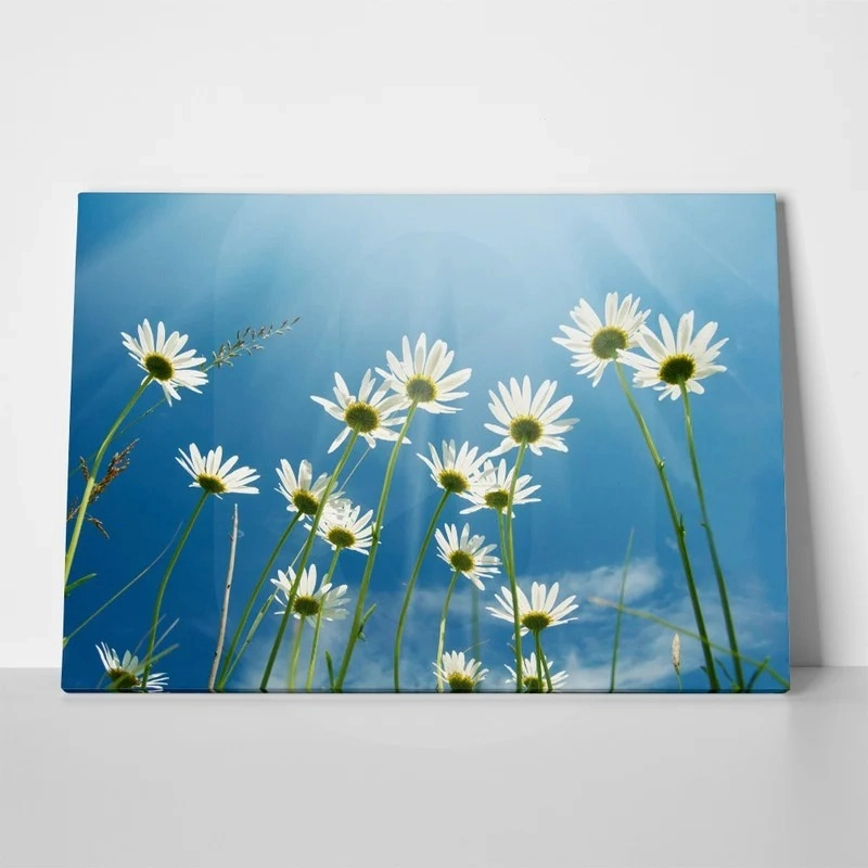 Πινακας σε καμβά DAISIES
