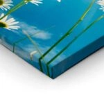 Πινακας σε καμβά DAISIES