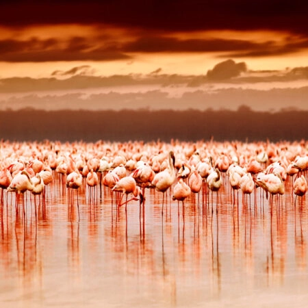 Πινακας σε καμβά FLAMINGOS IN THE SUNSET - Πουλια Sticky 4