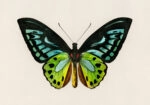 Πινακας σε καμβά GREEN BIRDWING BUTTERFLY