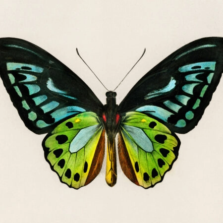 Πινακας σε καμβά GREEN BIRDWING BUTTERFLY - Πεταλουδες Sticky 5
