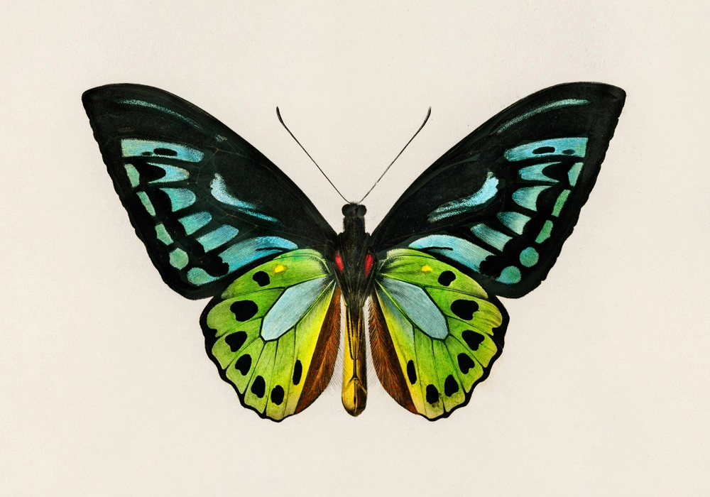 Πινακας σε καμβά GREEN BIRDWING BUTTERFLY