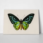 Πινακας σε καμβά GREEN BIRDWING BUTTERFLY