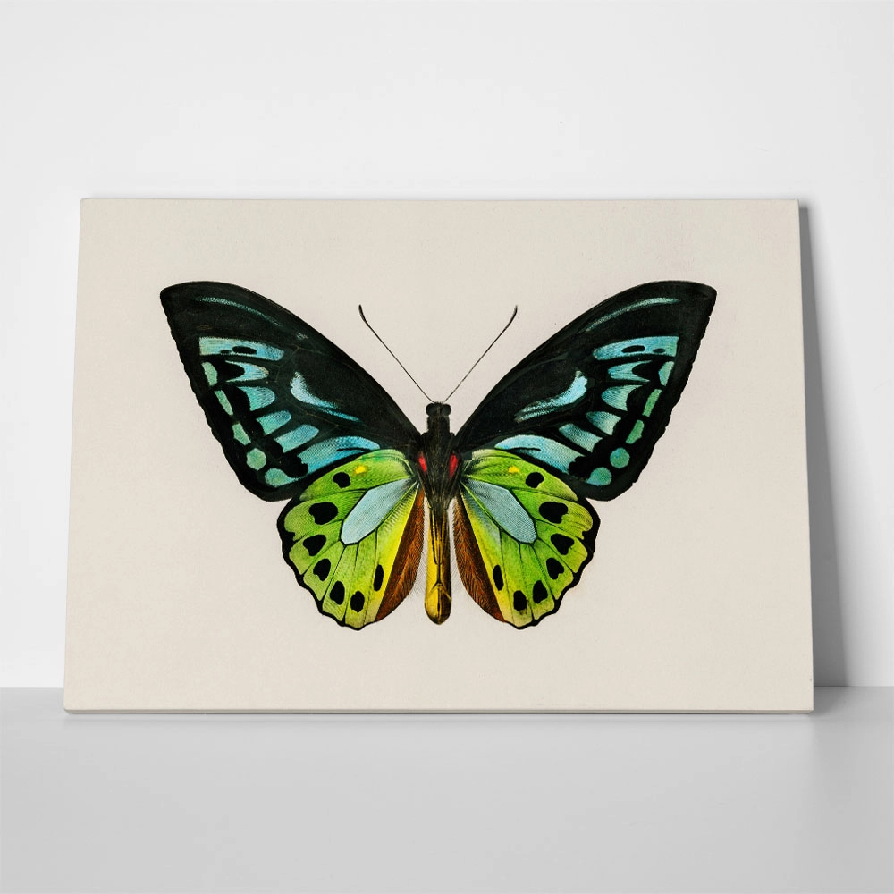Πινακας σε καμβά GREEN BIRDWING BUTTERFLY
