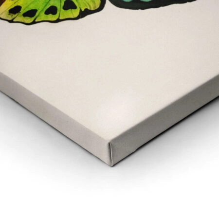 Πινακας σε καμβά GREEN BIRDWING BUTTERFLY - Πεταλουδες Sticky 2