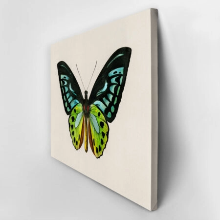 Πινακας σε καμβά GREEN BIRDWING BUTTERFLY - Πεταλουδες Sticky 3