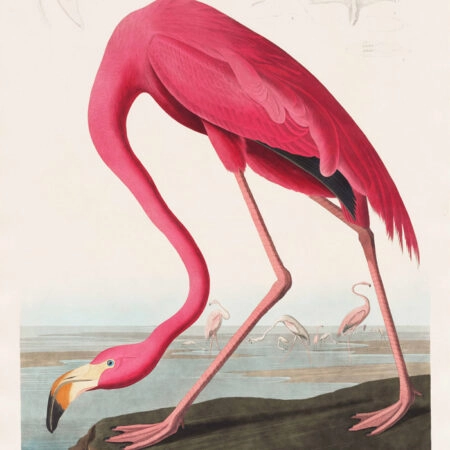 Πινακας σε καμβά PINK FLAMINGO - Αλλοι ζωγραφοι Sticky 5