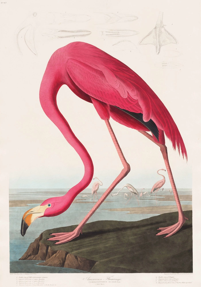 Πινακας σε καμβά PINK FLAMINGO