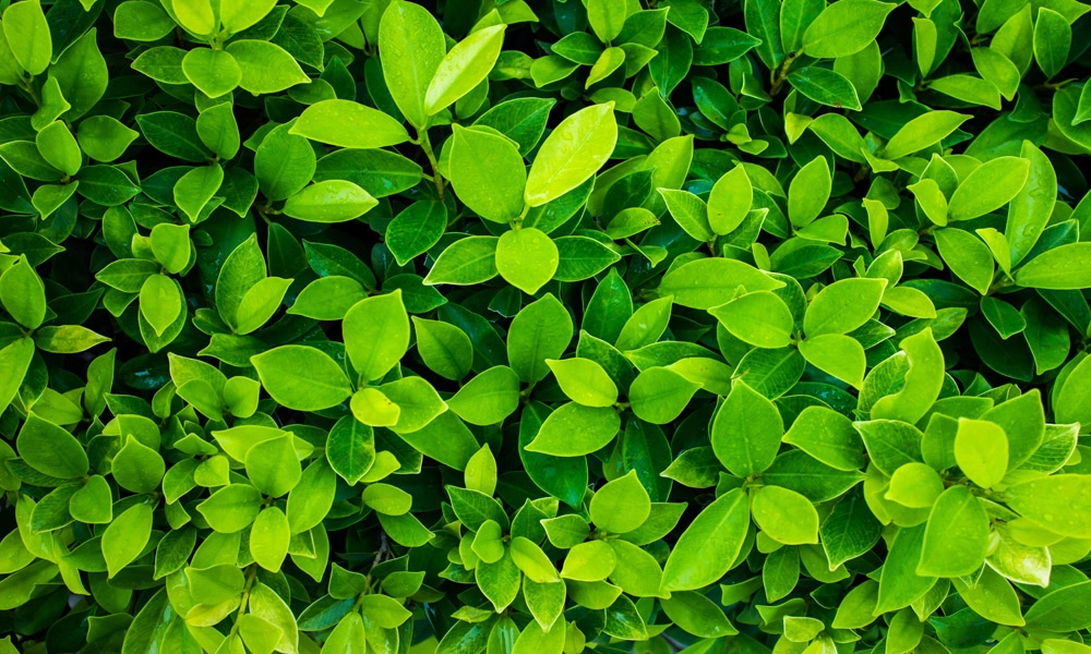 crop image