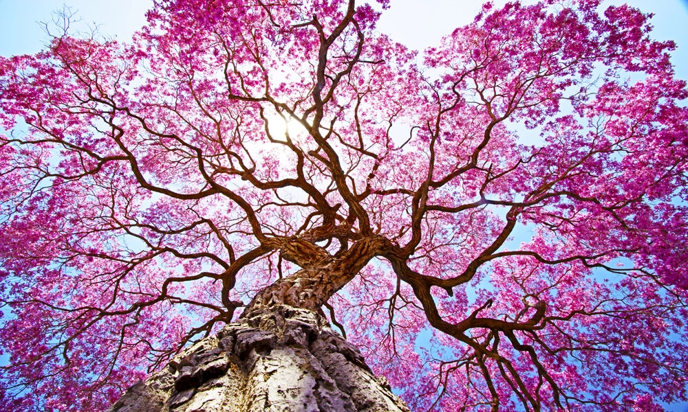 crop image