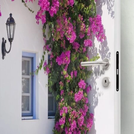Αυτοκολλητο Πορτας BOUGAIVILLEA WINDOW - Αλλα Sticky 1
