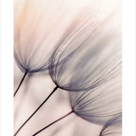 Πόστερ ABSTRACT DANDELION FLOWERS - Botanical - Λουλούδια Sticky 2