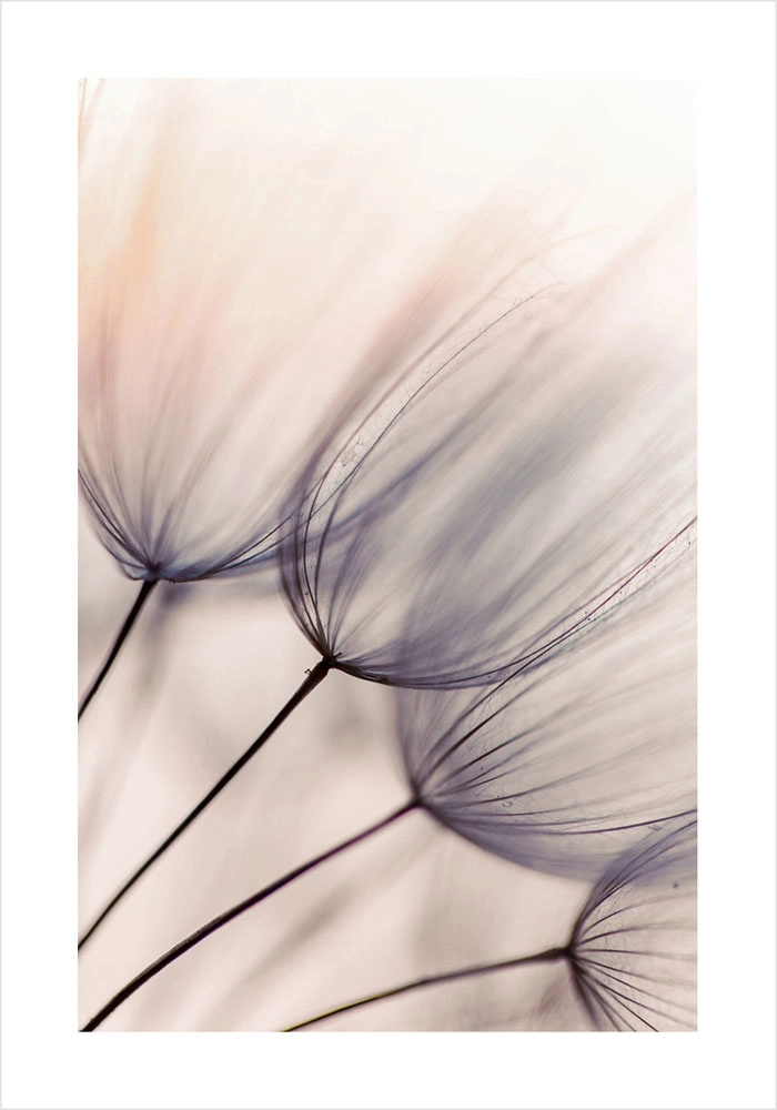 Πόστερ ABSTRACT DANDELION FLOWERS