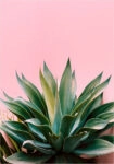 Πόστερ ALOE ON PINK BG