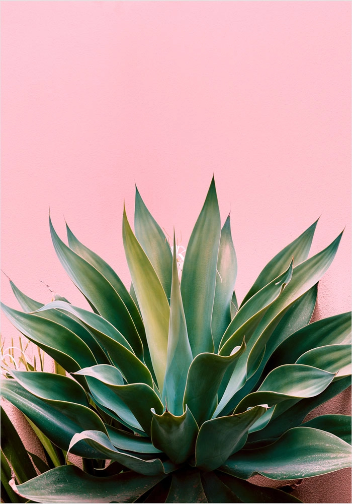 Πόστερ ALOE ON PINK BG