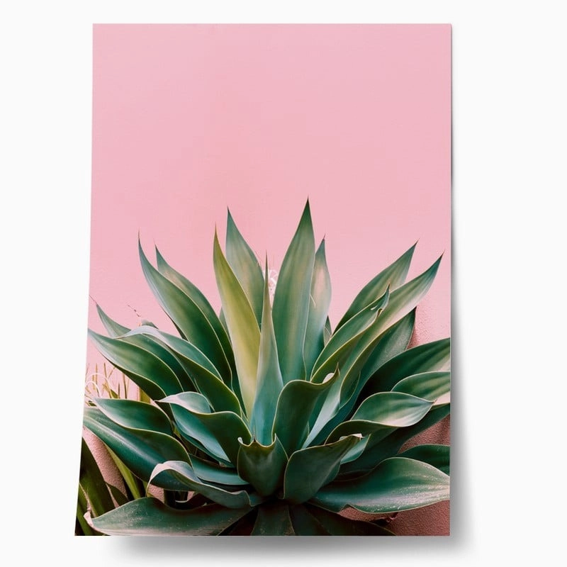 Πόστερ ALOE ON PINK BG