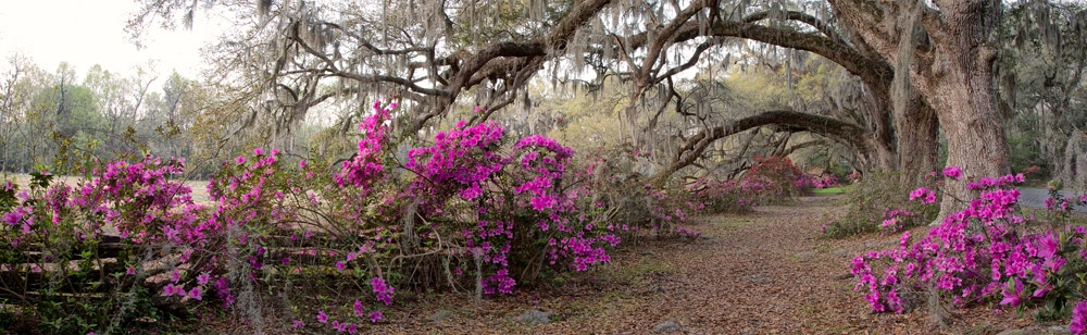 Πίνακας Πανοραμικός AZALEA