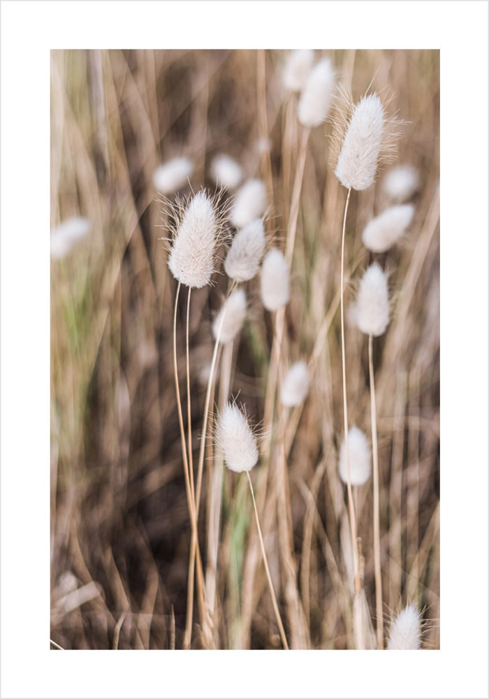 Πόστερ BEIGE FIELD