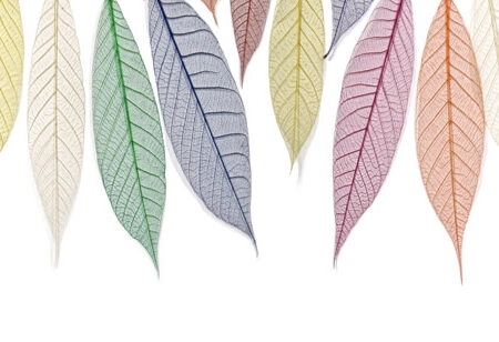 Πίνακας σε καμβά Πανοραμικός COLORFUL LEAVES - Botanical - Φυτα Sticky 5