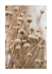 Πόστερ DRIED FLOWERS IN WINTER