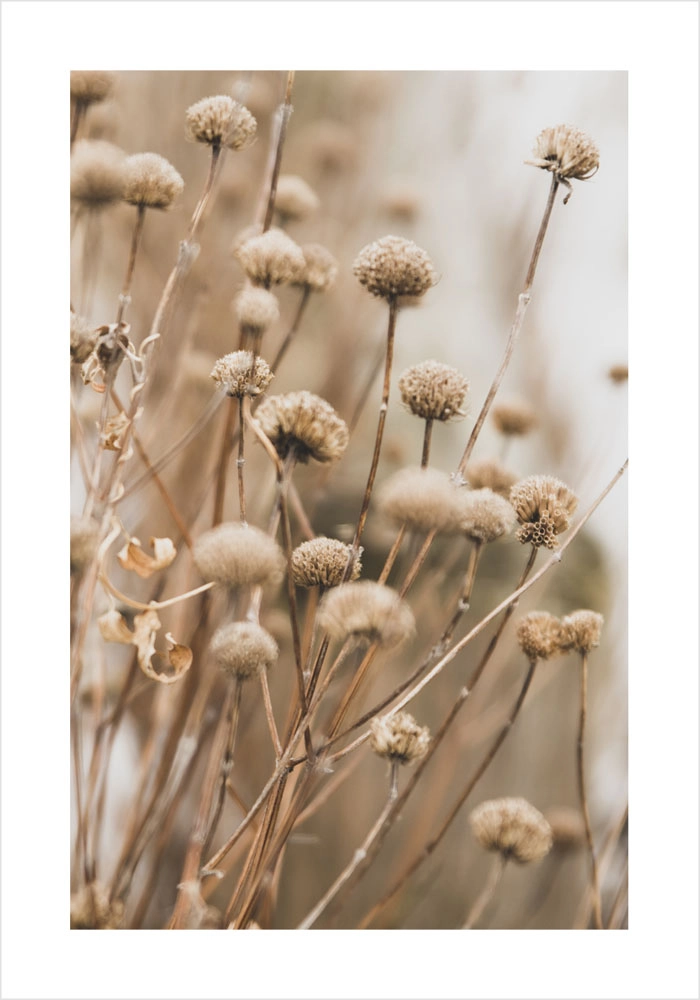 Πόστερ DRIED FLOWERS IN WINTER