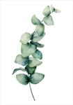 Πόστερ EUCALYPTUS BRANCH