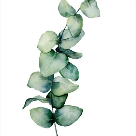Πόστερ EUCALYPTUS BRANCH - Botanical - Λουλούδια Sticky 2