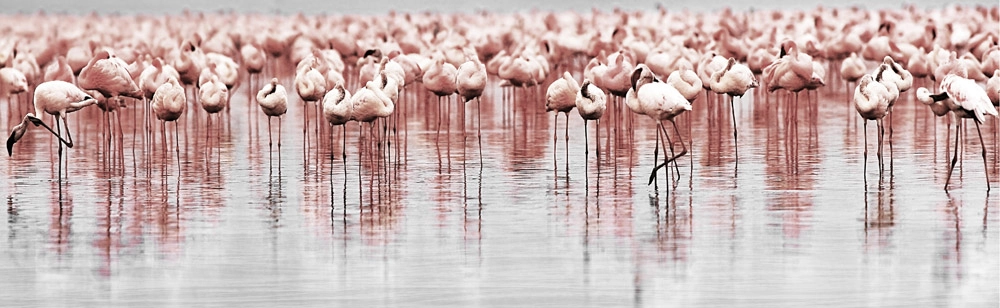 Πίνακας Πανοραμικός FLAMINGOS