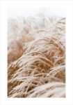 Πόστερ FROSTED GRASS