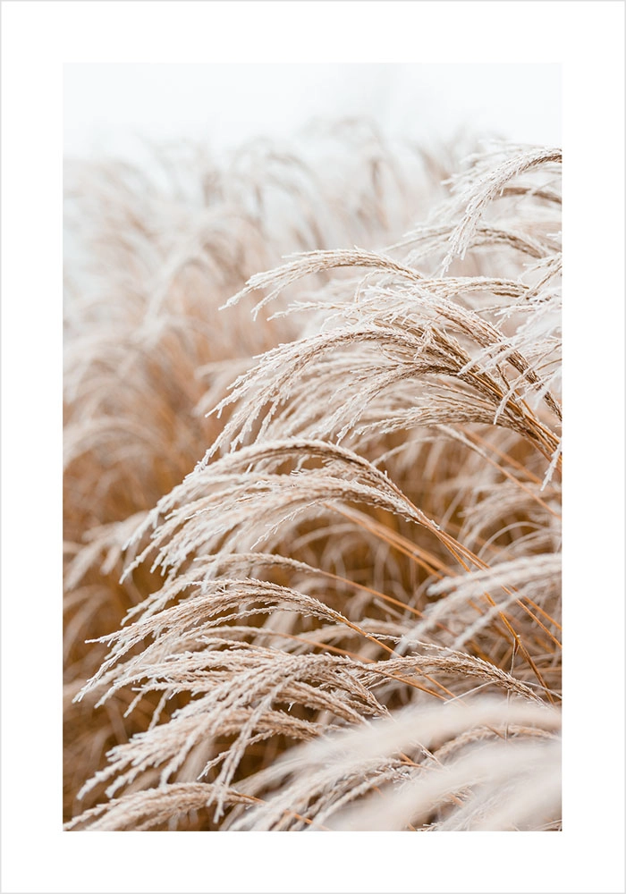 Πόστερ FROSTED GRASS