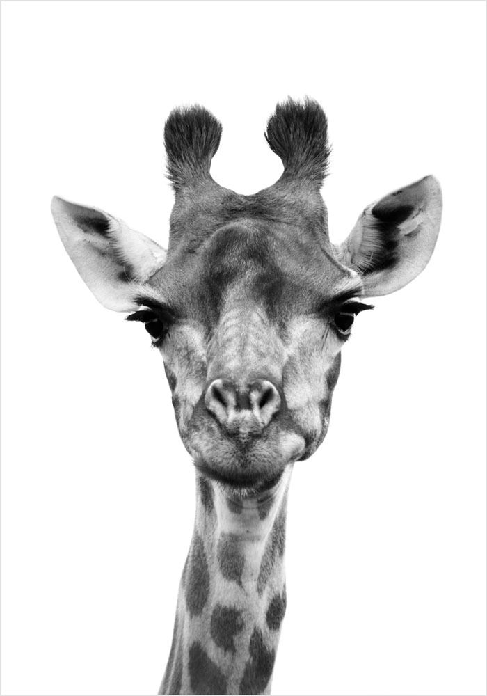 Πόστερ GIRAFFE CLOSEUP BW