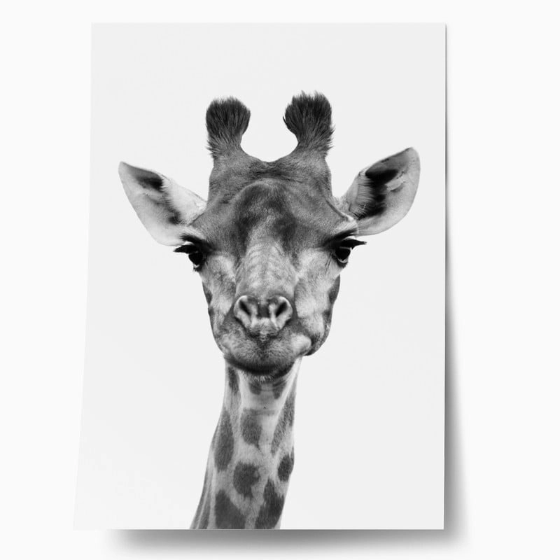 Πόστερ GIRAFFE CLOSEUP BW