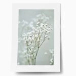 Πόστερ GYPSOPHILA
