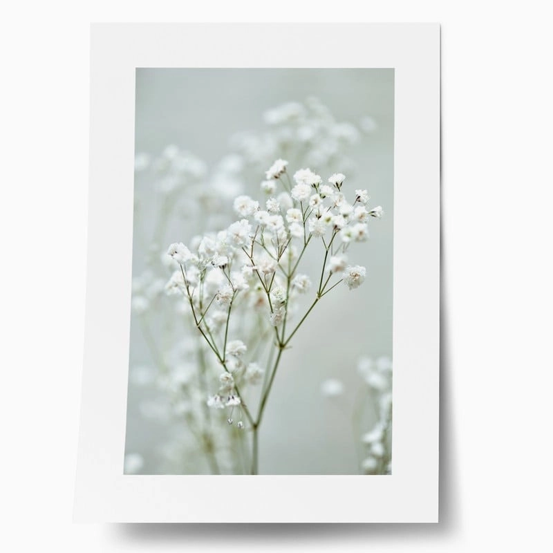 Πόστερ GYPSOPHILA